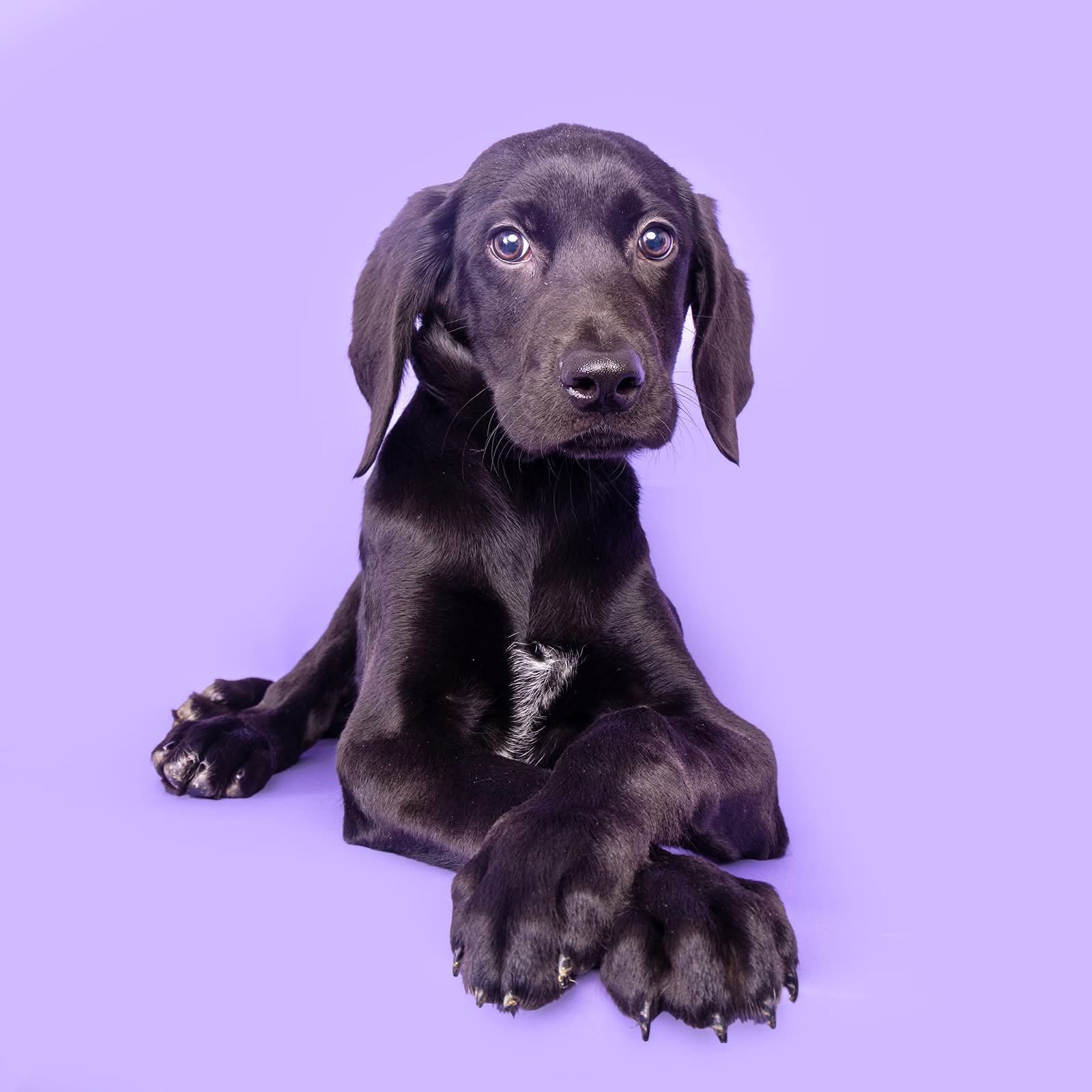 We decided to add to the family. I mean after all who doesn’t think a 30 lb puppy is a good idea?? Say hello to Sig. He’s super shy and has decided he doesn’t need sleep all at the same time. 🙄🤣🐾