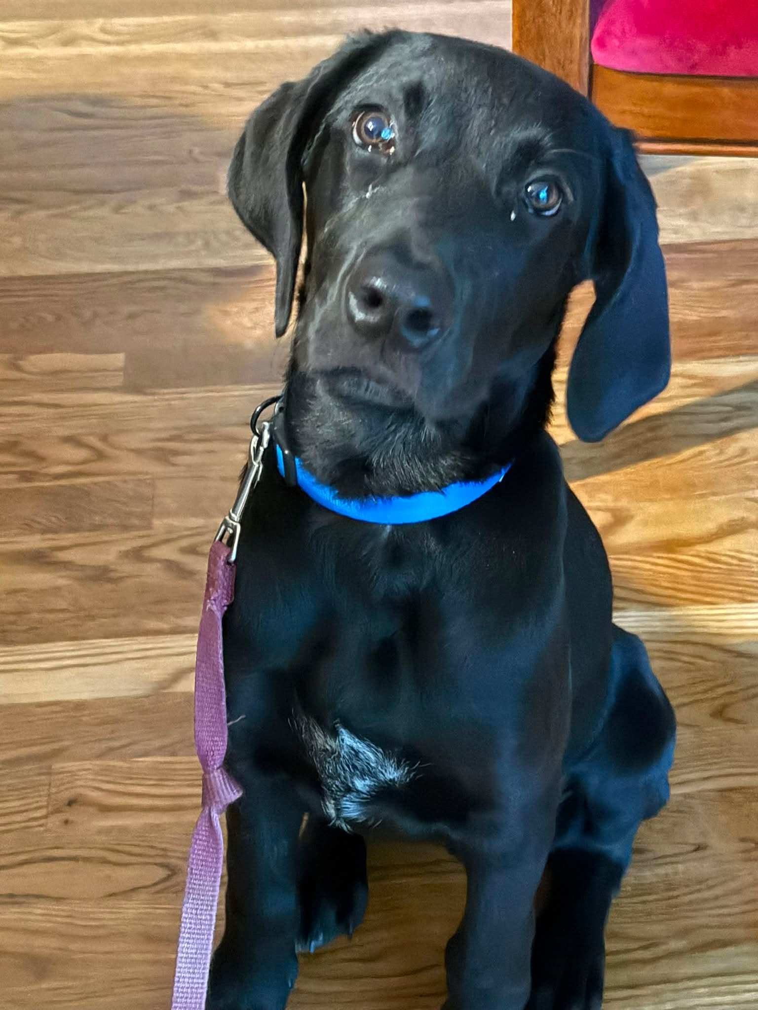 POV: You said, “Who chewed the corner of the rug?” 😳

Me: “Before I answer… I’d like my attorney present.” 🐶⚖️

Also me: “While we’re waiting… do you happen to have a snack?” 🍖

I don’t always make questionable decisions…
…but when I do, I turn on the puppy eyes and tilt my head exactly 27 degrees. Works almost every time. 😂

Be honest… if this face looked at you, would you forgive them? ❤️🐾